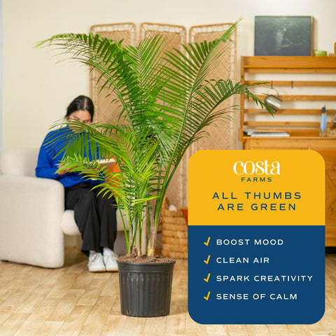 Costa Farms Majesty Palm integrando un salón moderno con presencia tropical