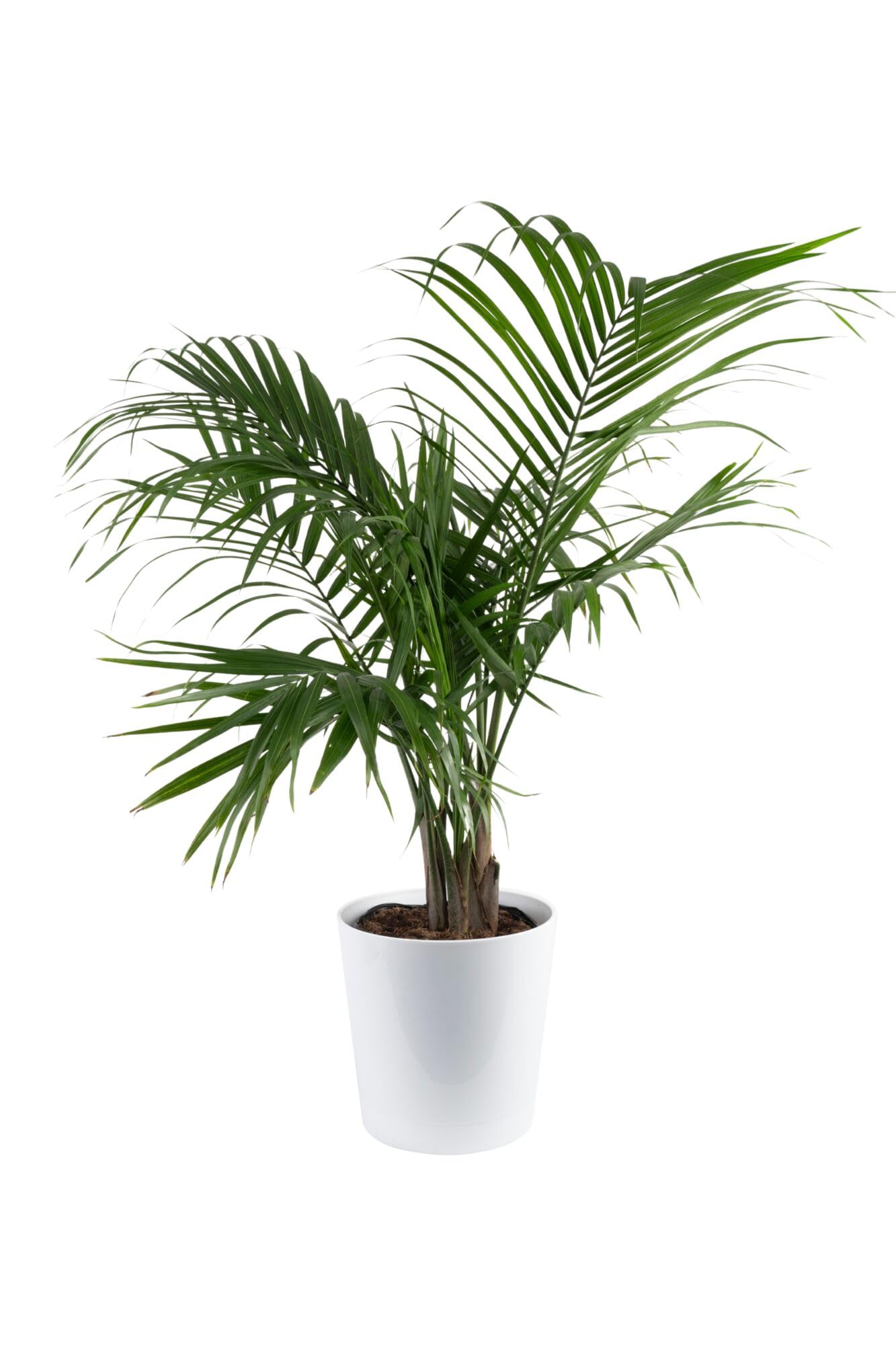 Costa Farms palma majesty frontal, impacto visual tropical inmediato