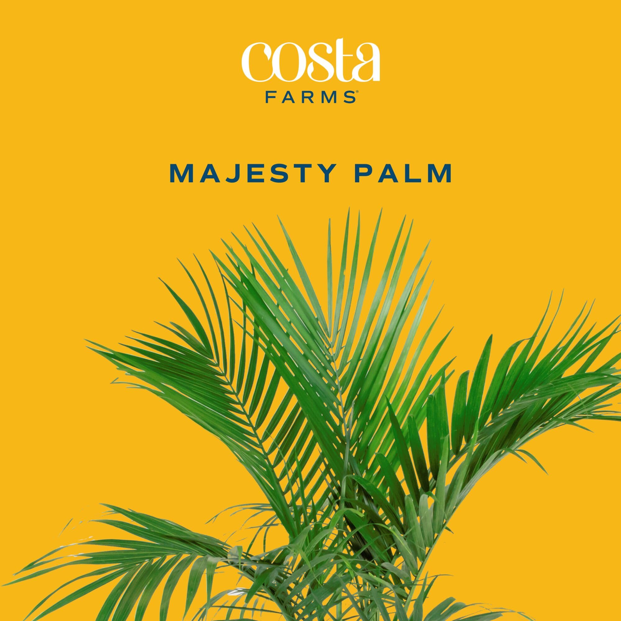 Costa Farms palma majesty maceta sin drenaje, evita derrames en suelos