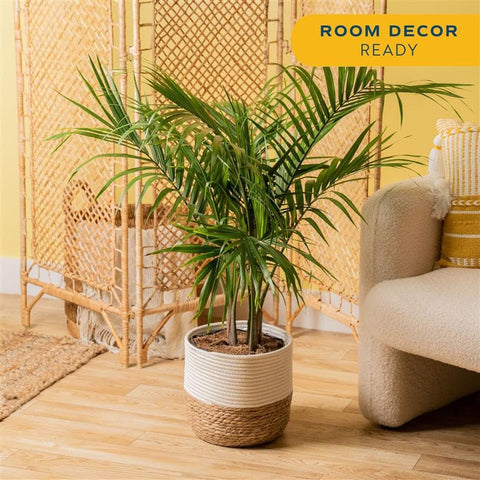 Costa Farms palmera Majesty detalle de hojas verde intenso y textura saludable