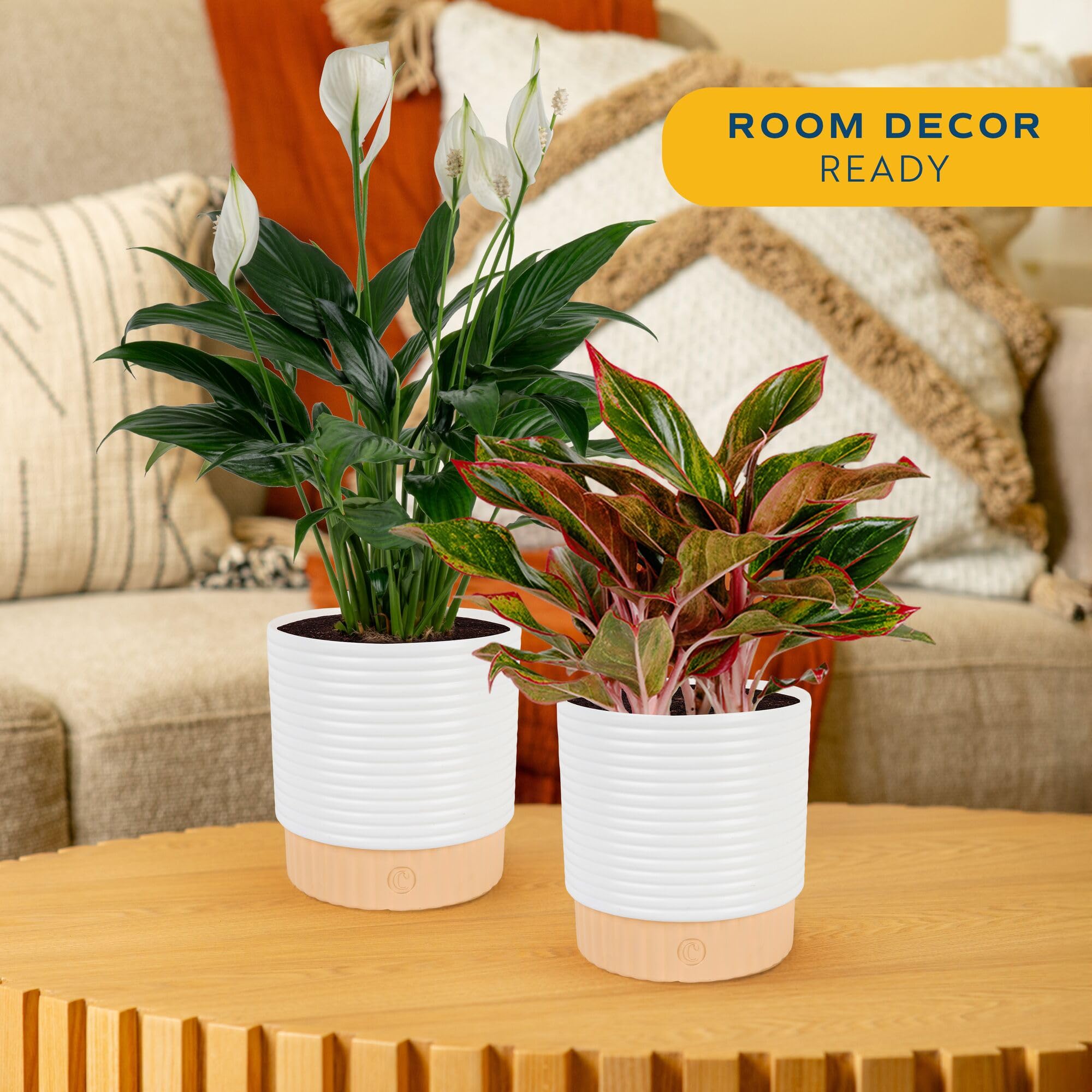 Costa Farms detalle de flor blanca de Peace Lily, aporta calma y elegancia
