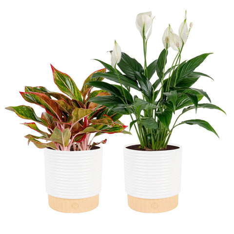 Costa Farms paquete frontal mostrando Peace Lily y Chinese Evergreen, embellece espacios