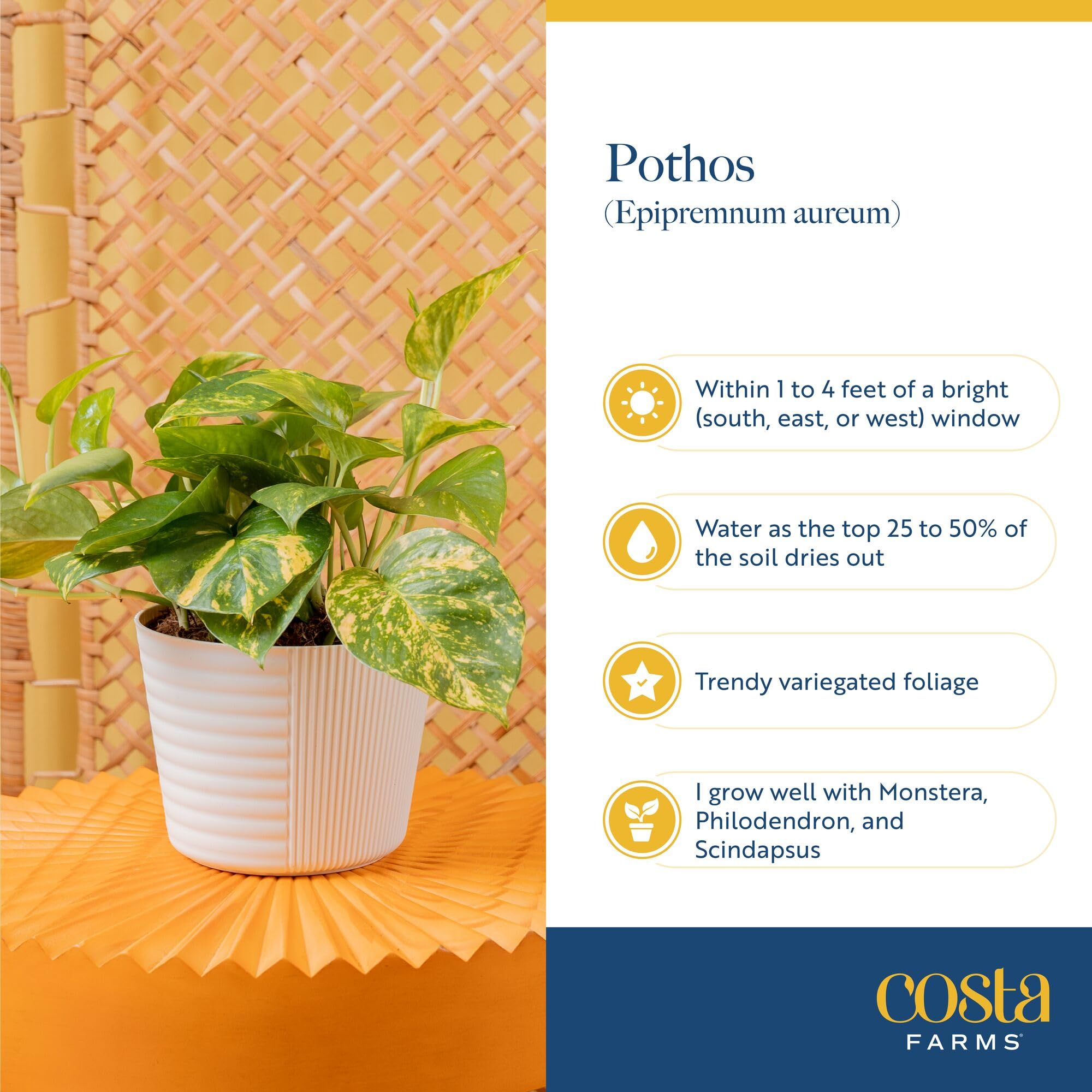 Costa Farms Amplissimum hojas grandes, aspecto exuberante y lleno