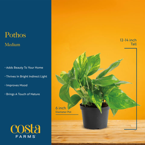 Costa Farms Pothos Baltic Blue primer plano, follaje elegante y único
