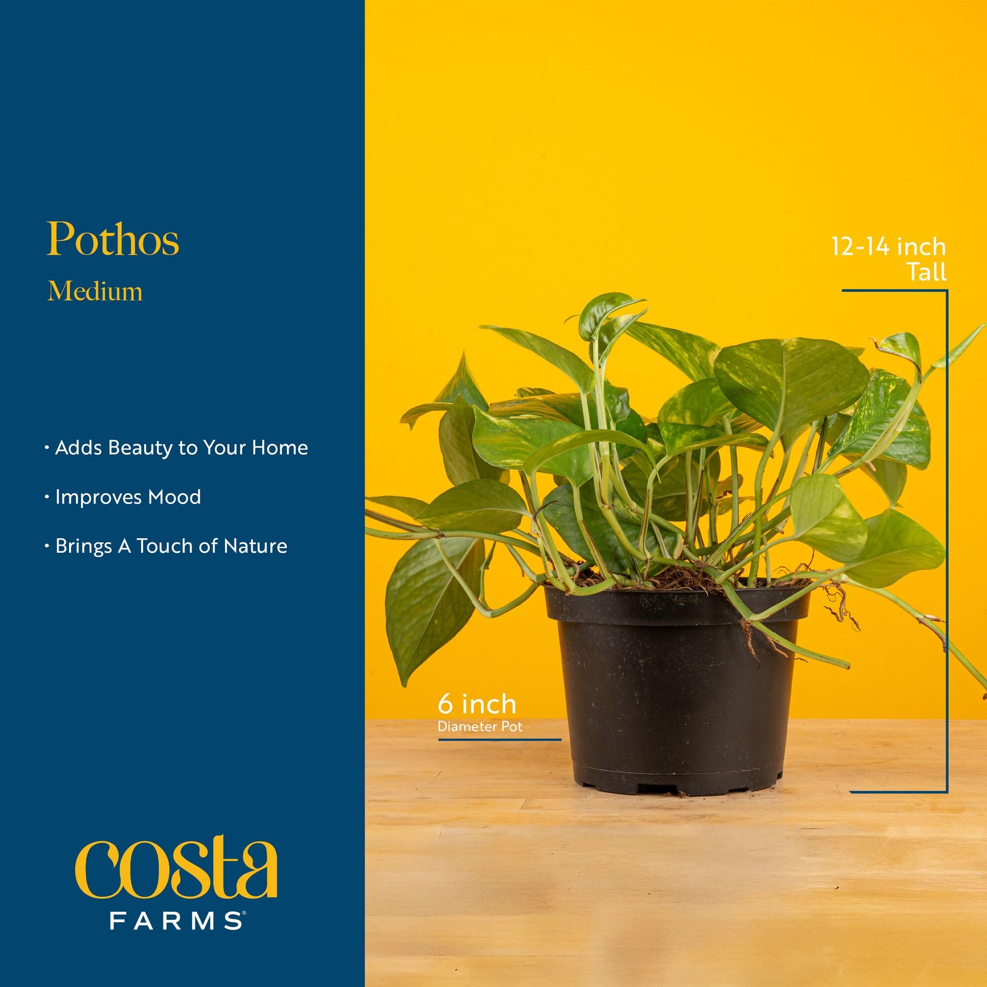 Costa Farms Pothos en estantería añadir verdor y estilo boho