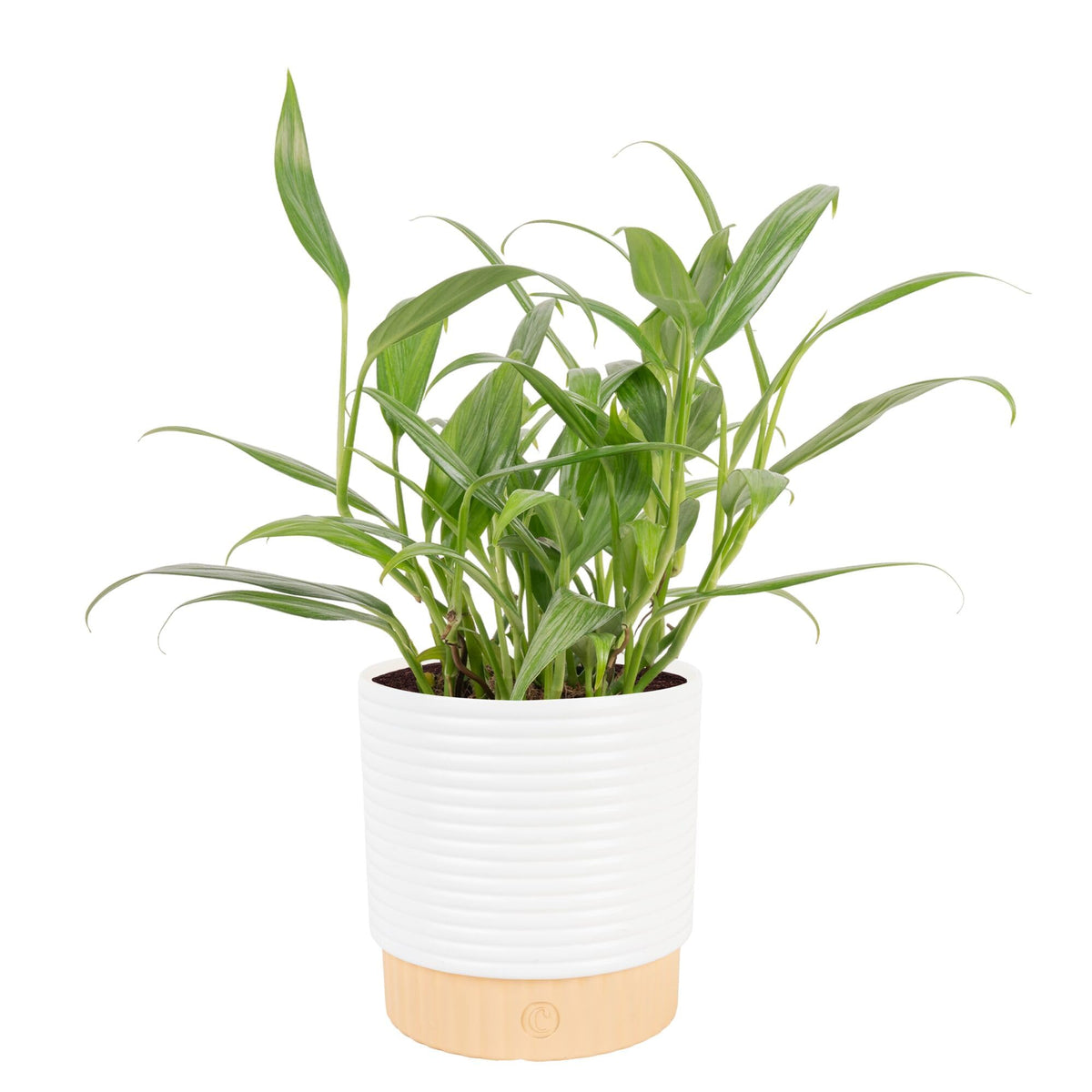 Costa Farms planta Pothos frontal en maceta, añade verdor instantáneo
