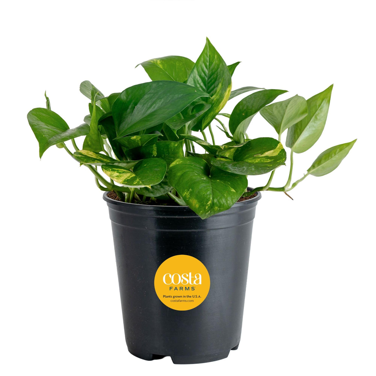 Costa Farms planta frontal mostrando follaje denso y forma decorativa