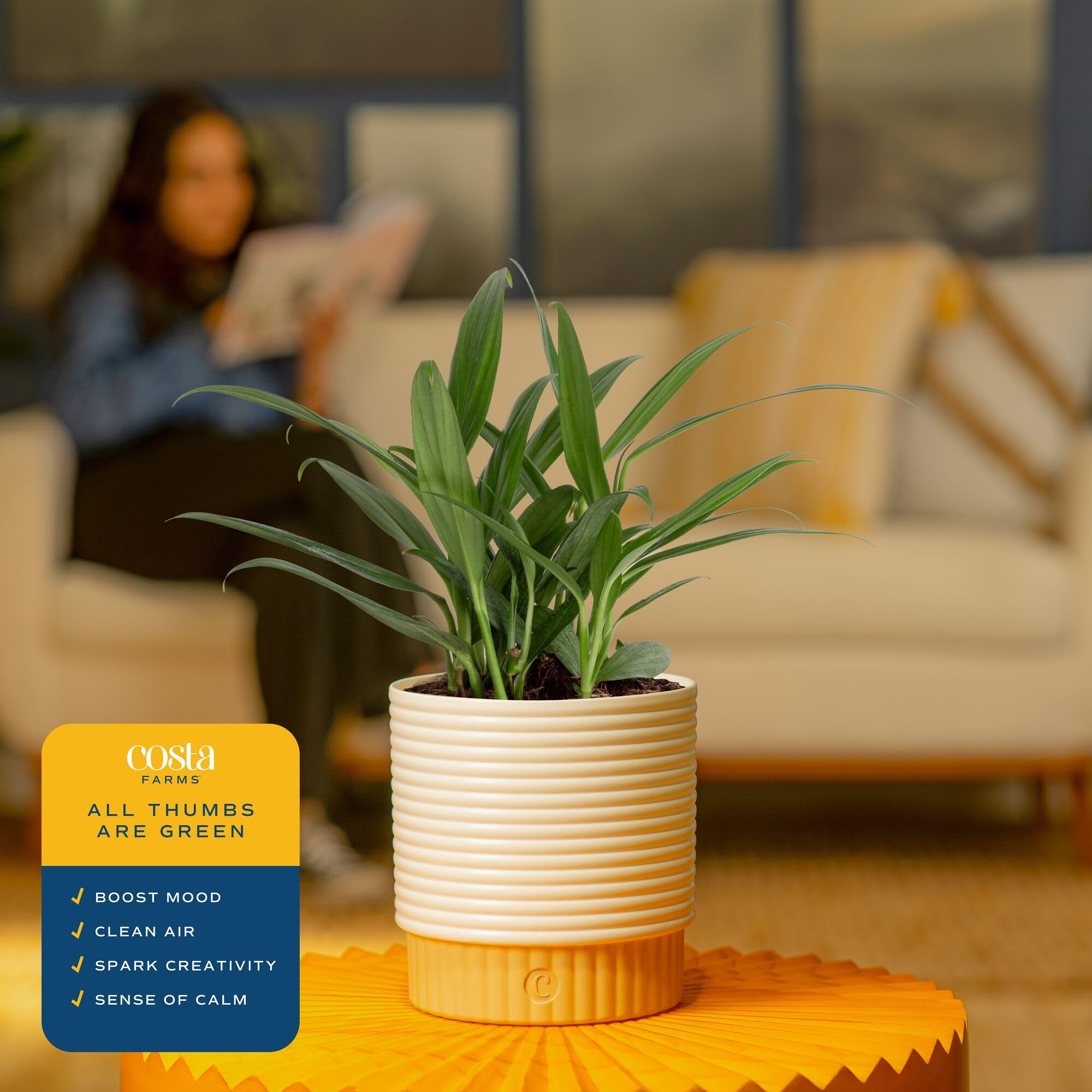 Costa Farms Golden Pothos hoja destacada, color vibrante decorativo
