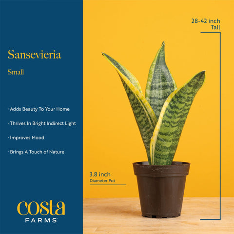 Costa Farms planta sobre escritorio, mejora ambiente de trabajo