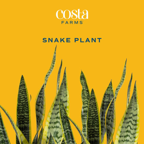 Costa Farms planta en maceta de 10 pulgadas lista para decorar