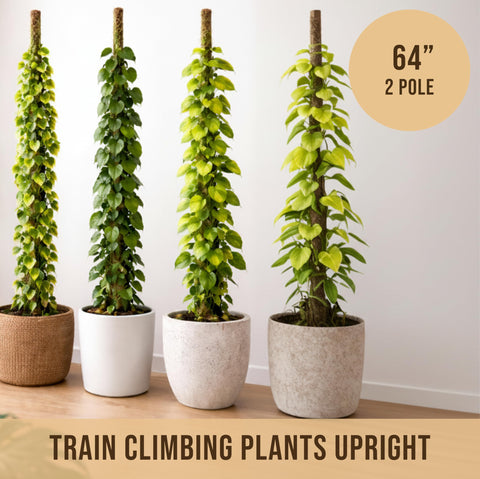 Craft911 poste insertado en maceta con monstera, mantiene guía vertical