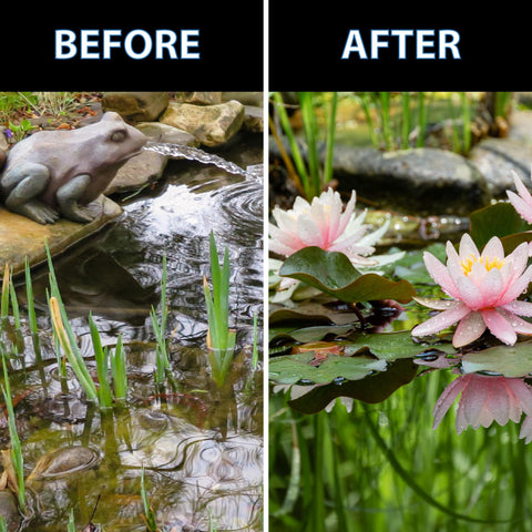 CrystalClear estanque de jardín con plantas y peces en ambiente equilibrado