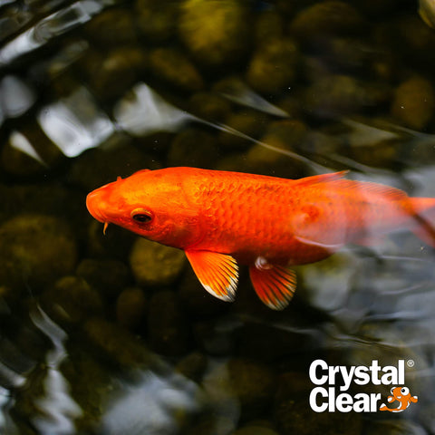 CrystalClear antes y después del estanque, mejora visual del agua