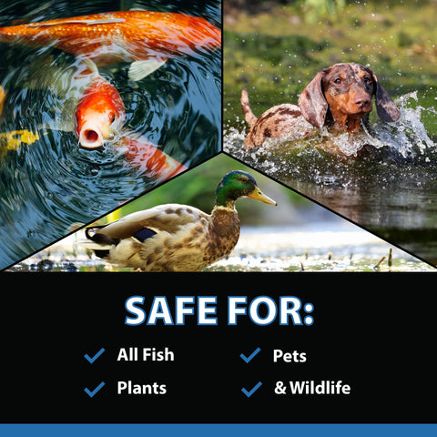 CrystalClear uso en estanque koi, seguro para peces y plantas