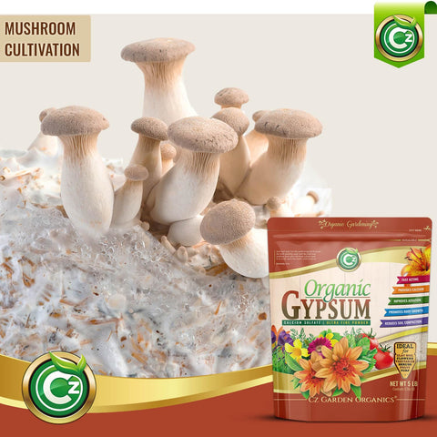 Cz Garden suelo antes y después con mejor drenaje y estructura