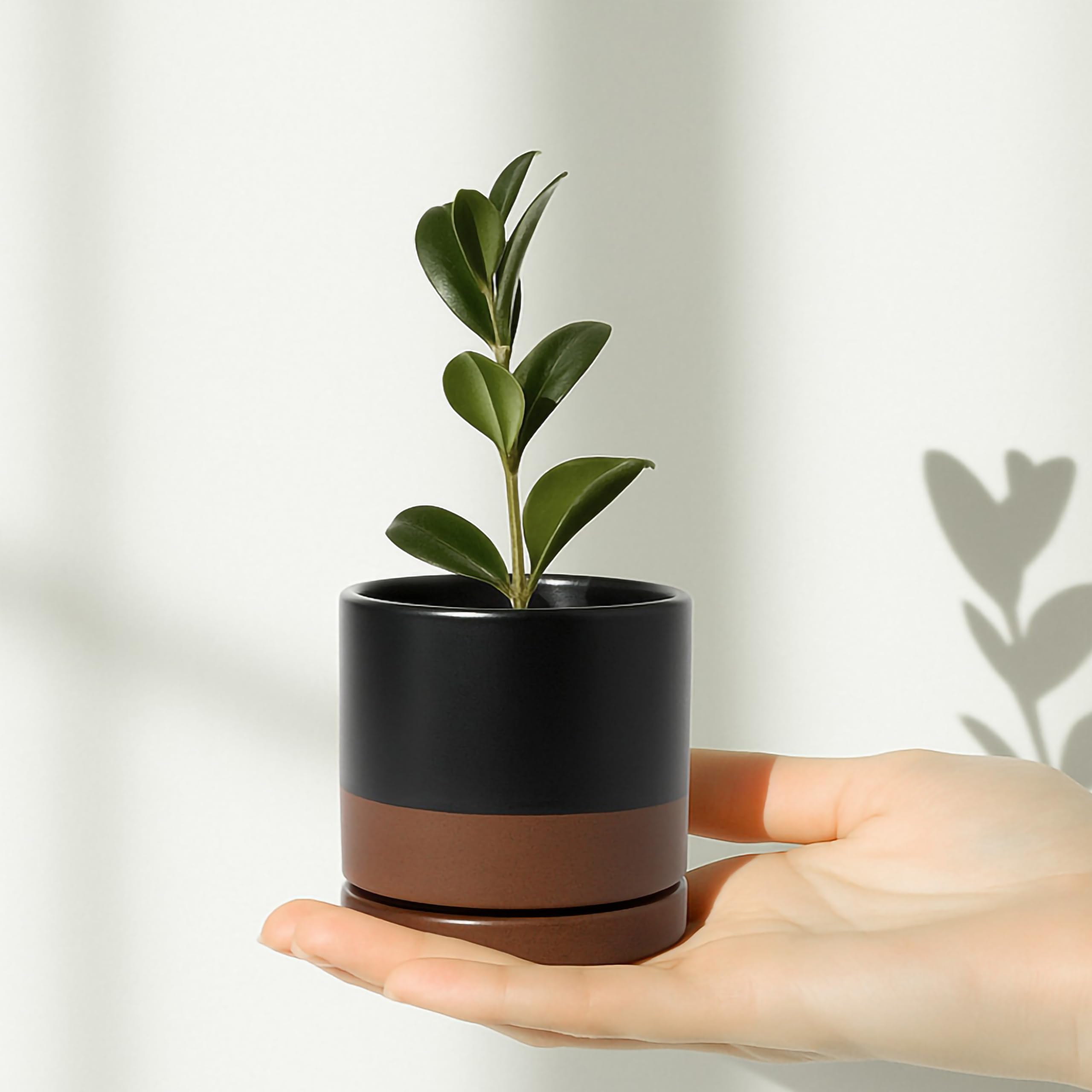 D'vine Dev comparación de tamaño con mano para mostrar escala y aptitud para plantas pequeñas