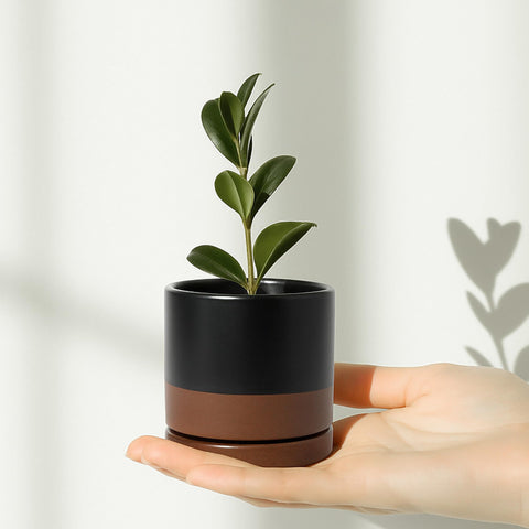 D'vine Dev comparación de tamaño con mano para mostrar escala y aptitud para plantas pequeñas