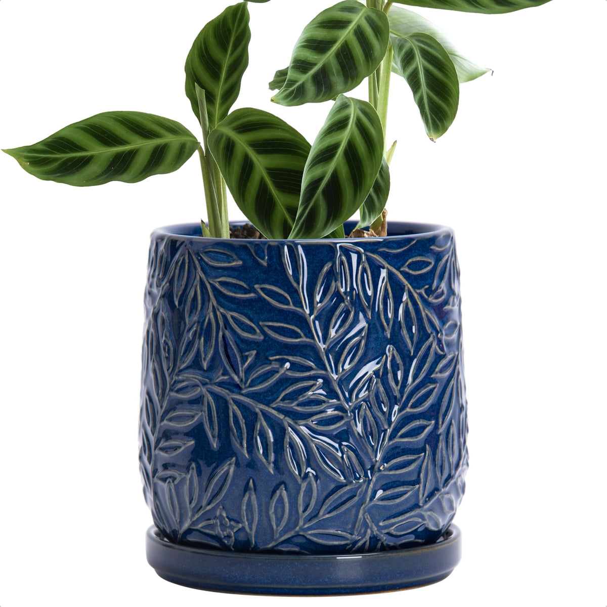D'vine Dev maceta frontal Midnight Blue con acabado elegante y prestaciones prácticas