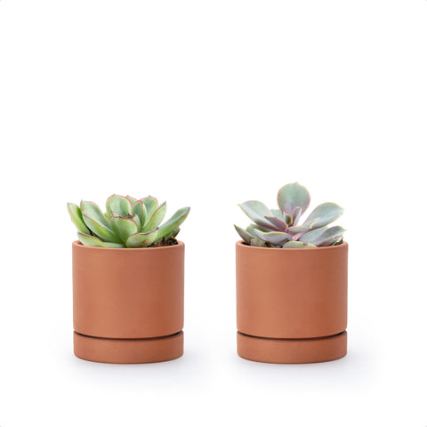 D'vine Dev maceta frontal terracota mostrando diseño elegante y espacio para planta