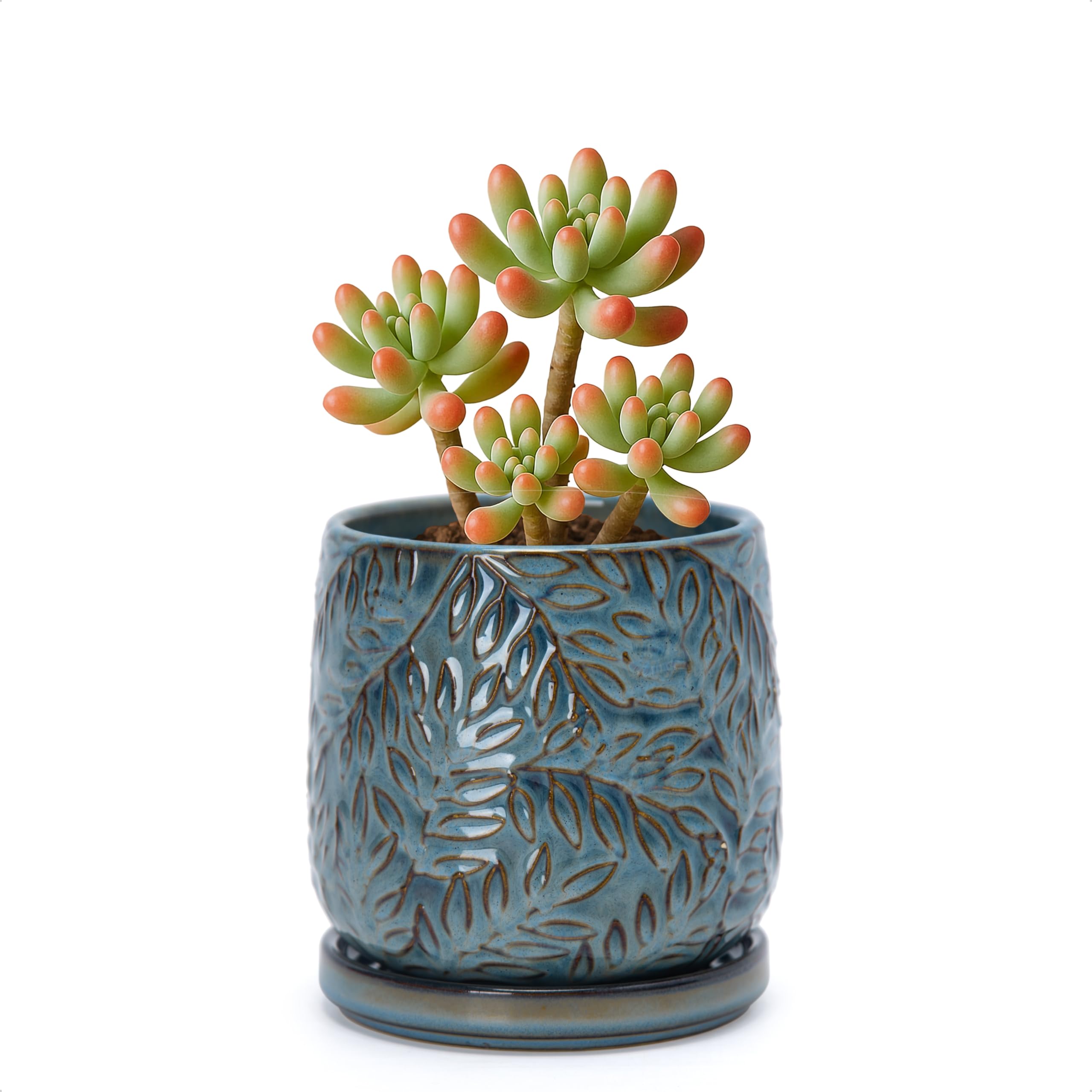 D'vine Dev maceta frontal en Ocean Teal muestra estilo elegante