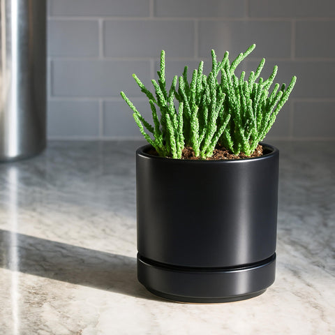D'vine Dev en salón minimalista integrando decoración moderna y funcionalidad