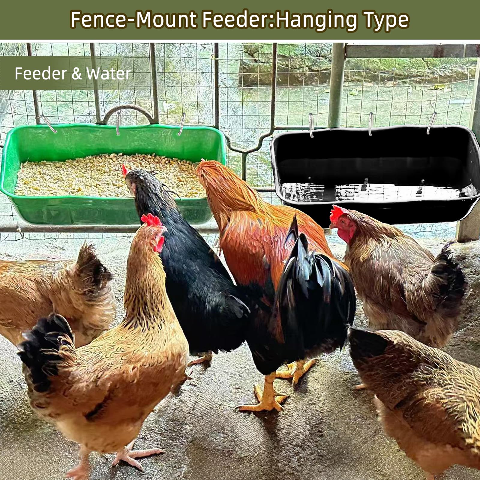 DallerSoode comedero junto a un pollo para comparar tamaño