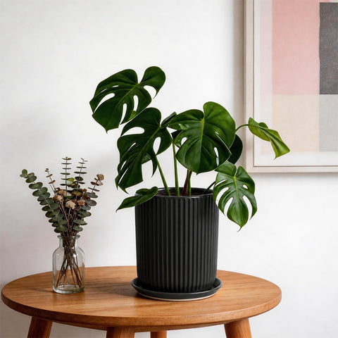 Deep Dream maceta con planta en salón que aporta estilo y protección de suelo