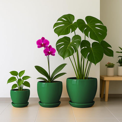 Deep Dream maceta en manos para mostrar tamaño compacto y facilitar colocación
