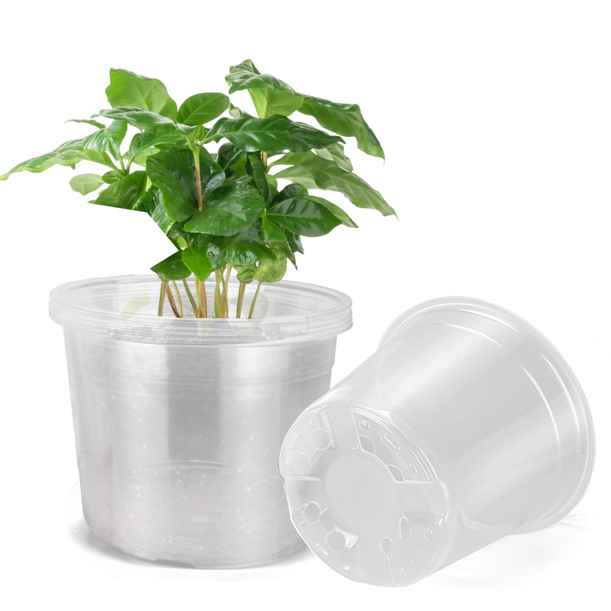 DUNPUTE paquete frontal de 5 macetas mostrando tamaño y transparencia, facilita supervisión