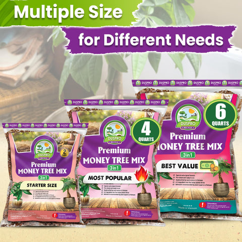 Duspro planta Árbol del Dinero en interior mostrando crecimiento saludable