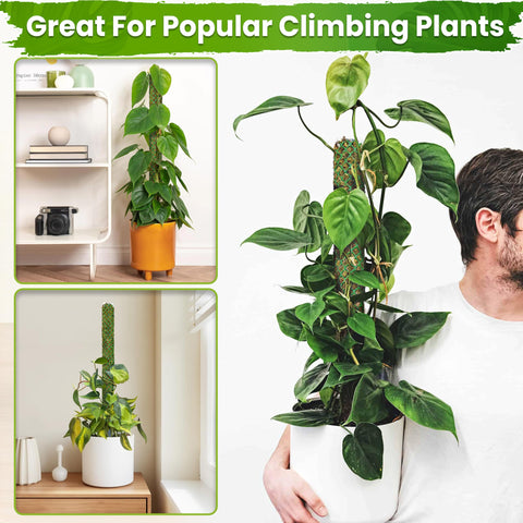 DUSPRO poste en escena interior que organiza plantas y decora