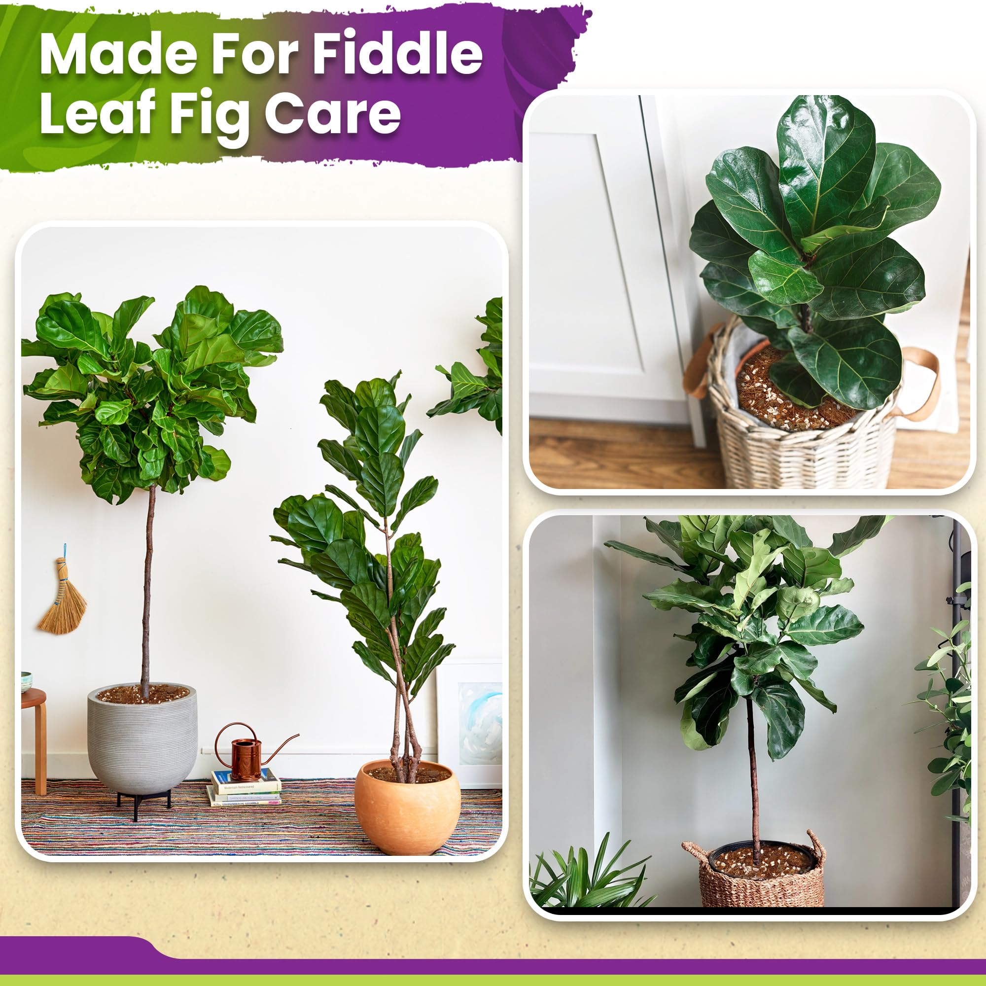 Duspro escena lifestyle en interiores con Ficus lyrata saludable y sustrato