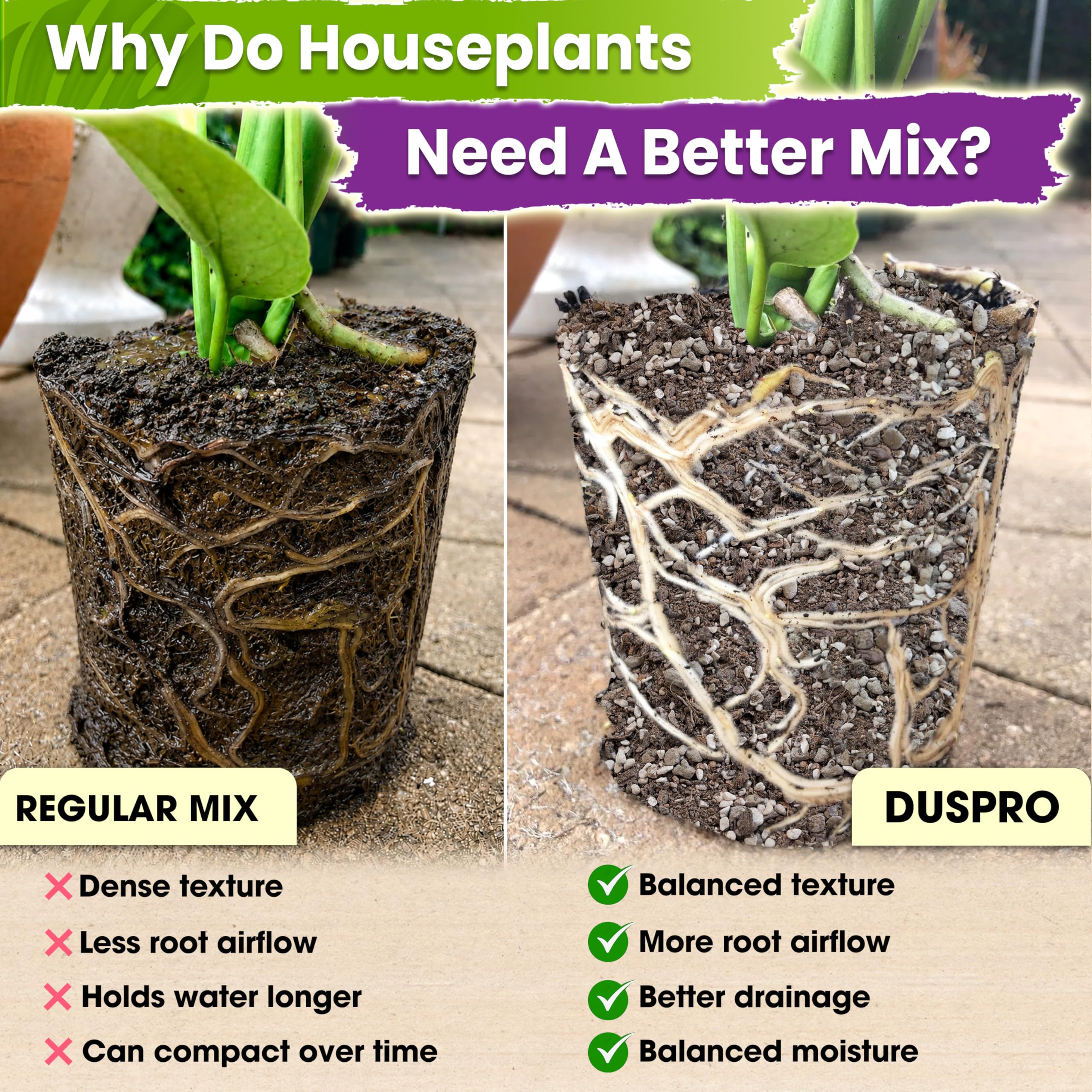 DUSPRO sustrato en maceta con monstera favorece crecimiento saludable