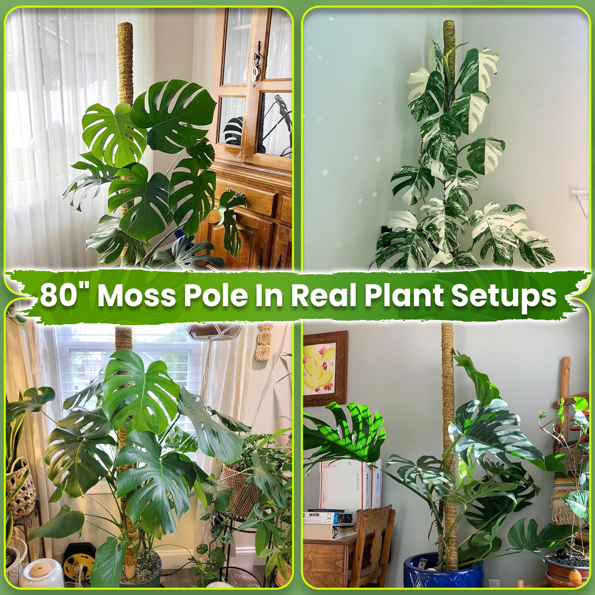 Duspro estaca montada con Monstera para soporte vertical efectivo