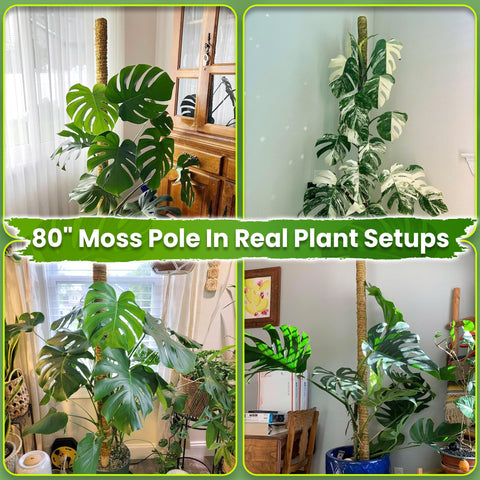 Duspro estaca montada con Monstera para soporte vertical efectivo