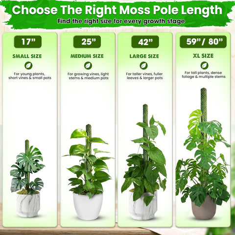Duspro pértiga con Monstera en sala, mejora estética y verticalidad