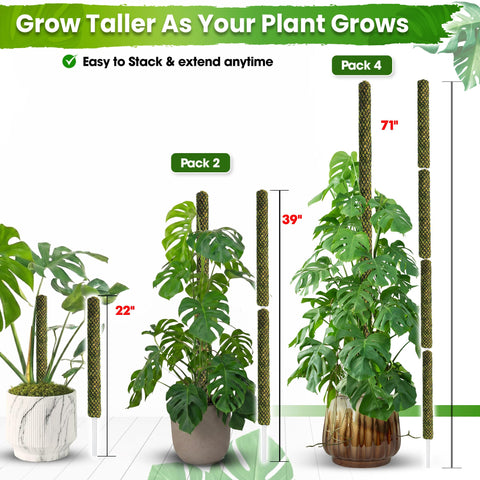 DUSPRO poste insertado en maceta con Monstera para crecimiento vertical ordenado