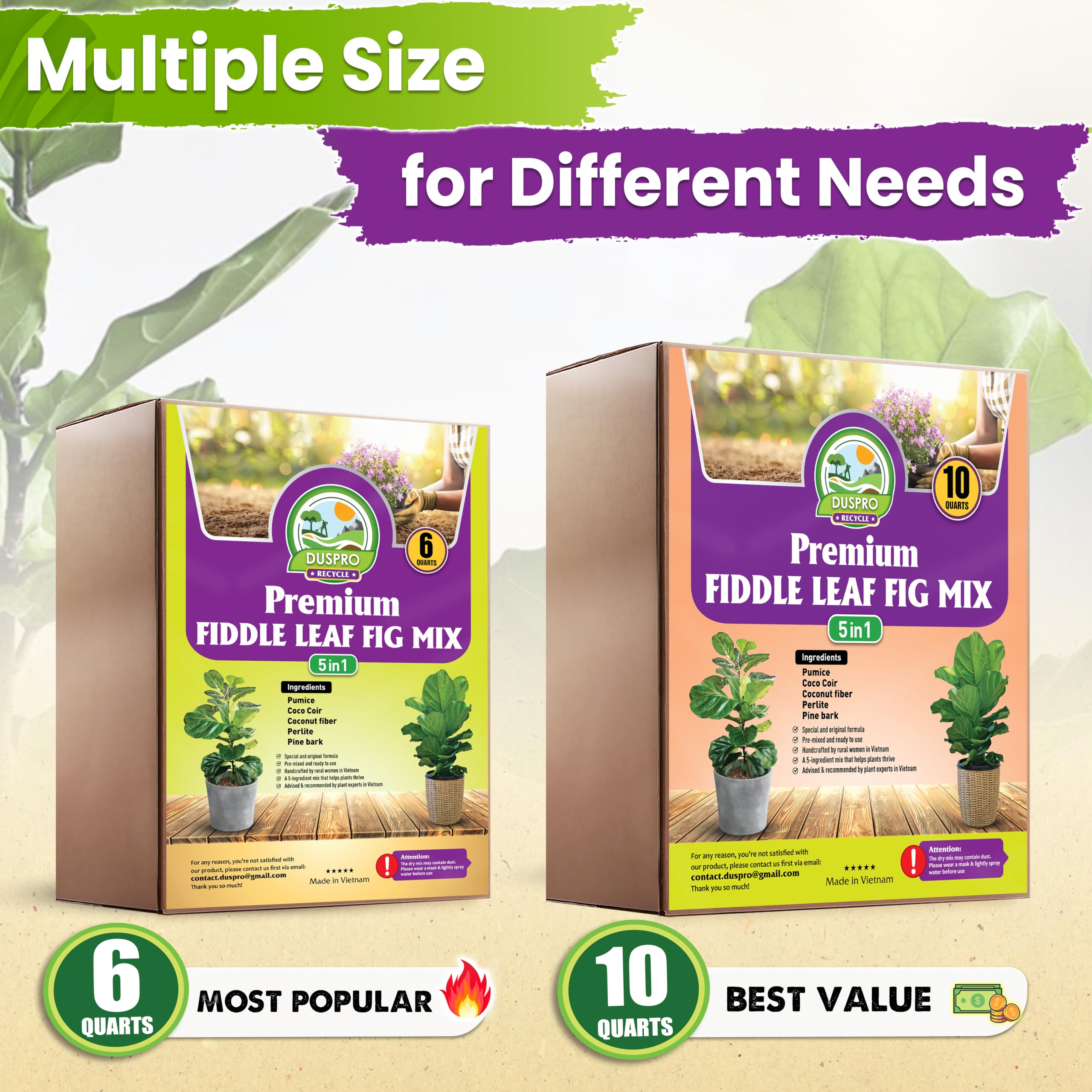 Duspro ambiente interior con Fiddle Leaf Fig trasplantada sano