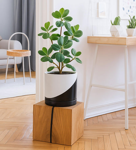 D'vine Dev accesorios incluidos redes de drenaje y almohadillas protectoras