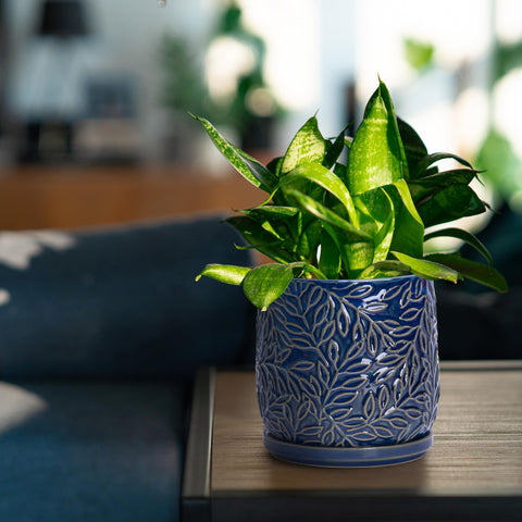 D'vine Dev ambientación en salón que integra la maceta en decoración moderna