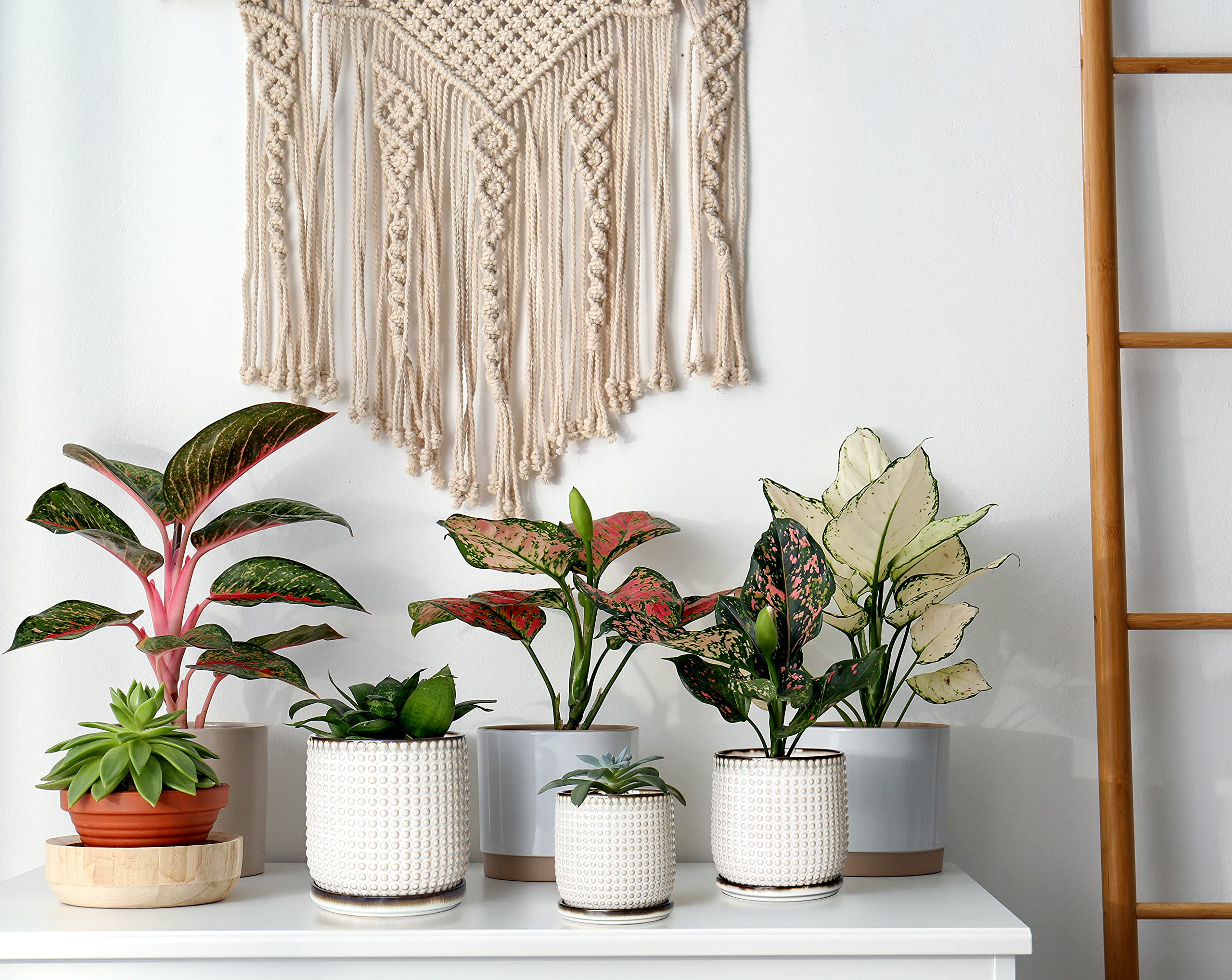 D'vine Dev maceta en ambiente de salón ilustrando su integración con decoración minimalista