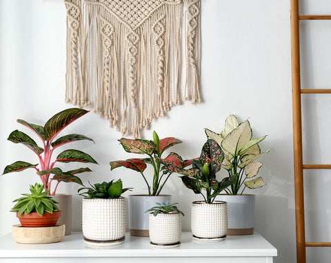 D'vine Dev maceta en ambiente de salón ilustrando su integración con decoración minimalista