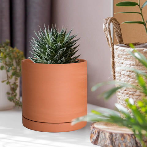 D'vine Dev en ambiente interior moderno aportando calidez y decoración
