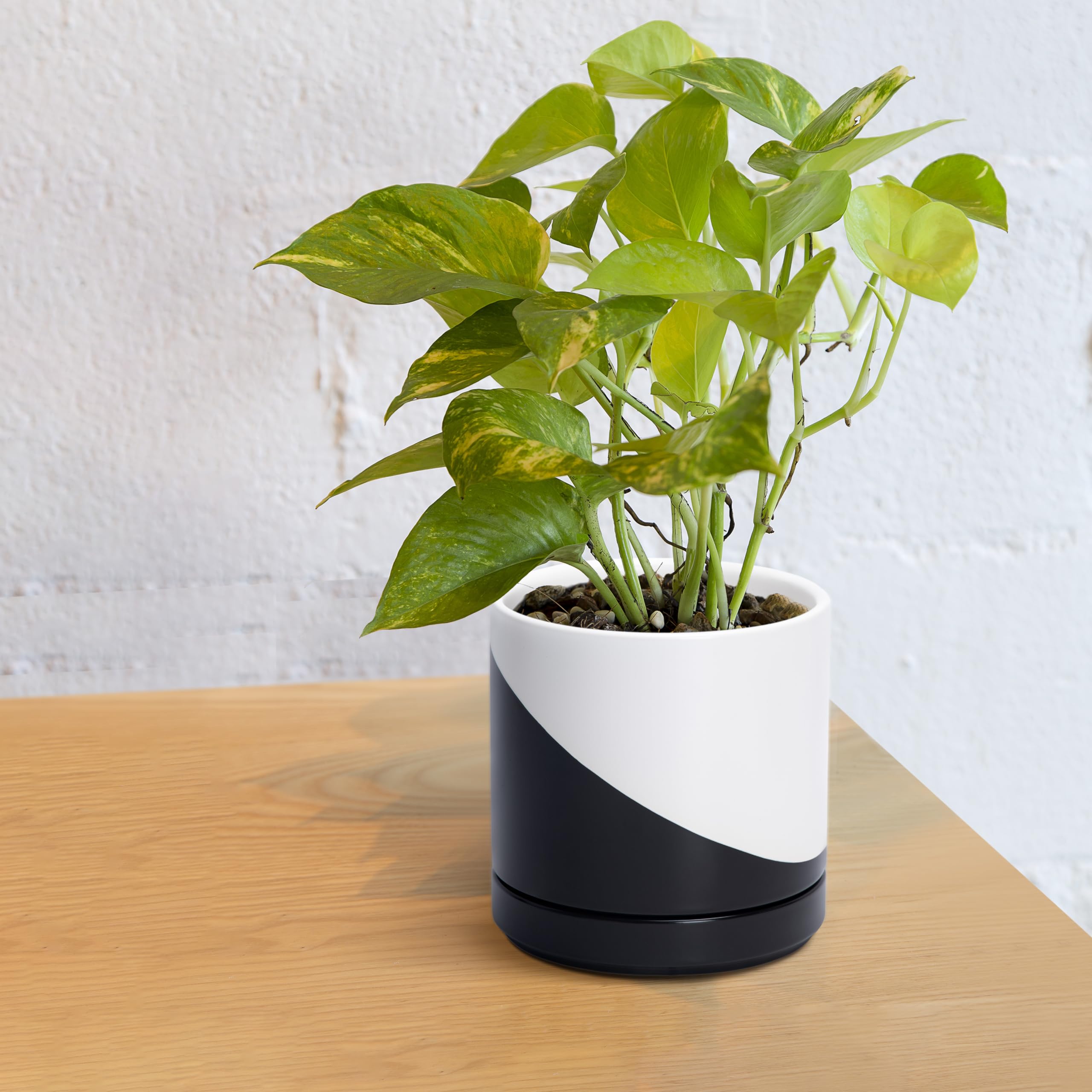 D'vine Dev comparación de tamaño junto a una taza para referencia visual