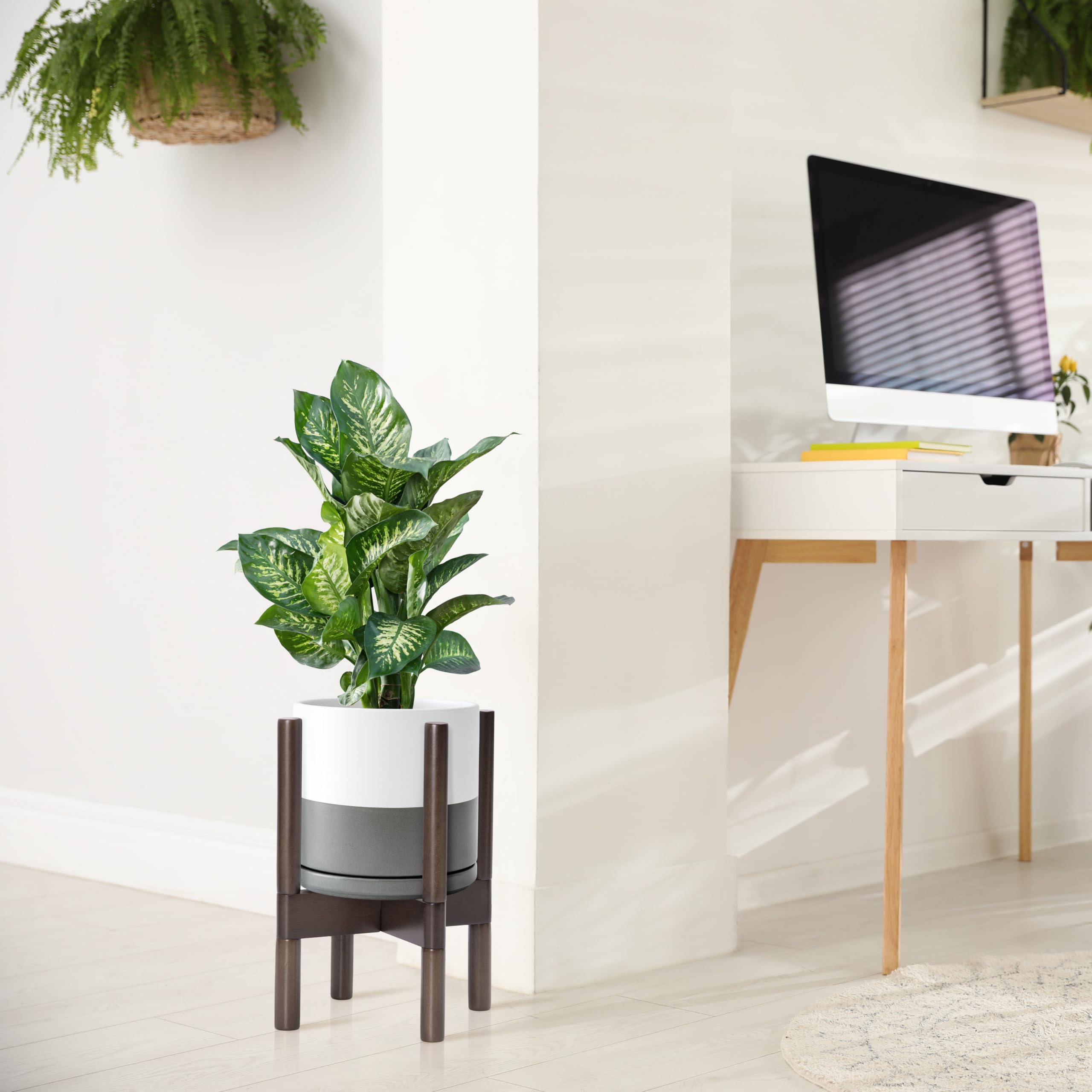 D'vine Dev comparación de tamaño mostrando escala con una planta común