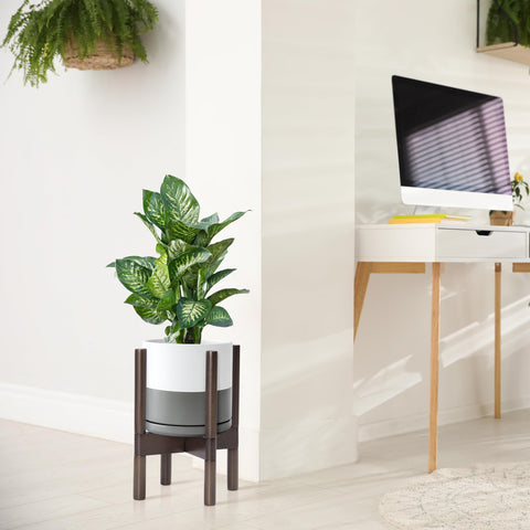 D'vine Dev comparación de tamaño mostrando escala con una planta común
