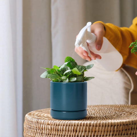 D'vine Dev set en alféizar mostrando combinación decorativa y ahorro de espacio
