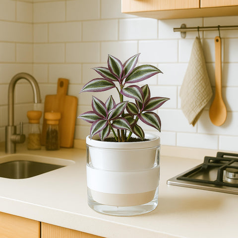 D'vine Dev conjunto empaquetado ideal como regalo para aficionados a plantas