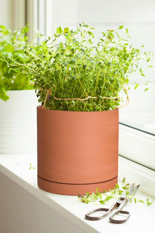 D'vine Dev en ambiente decorativo, integra estilo minimalista en el hogar