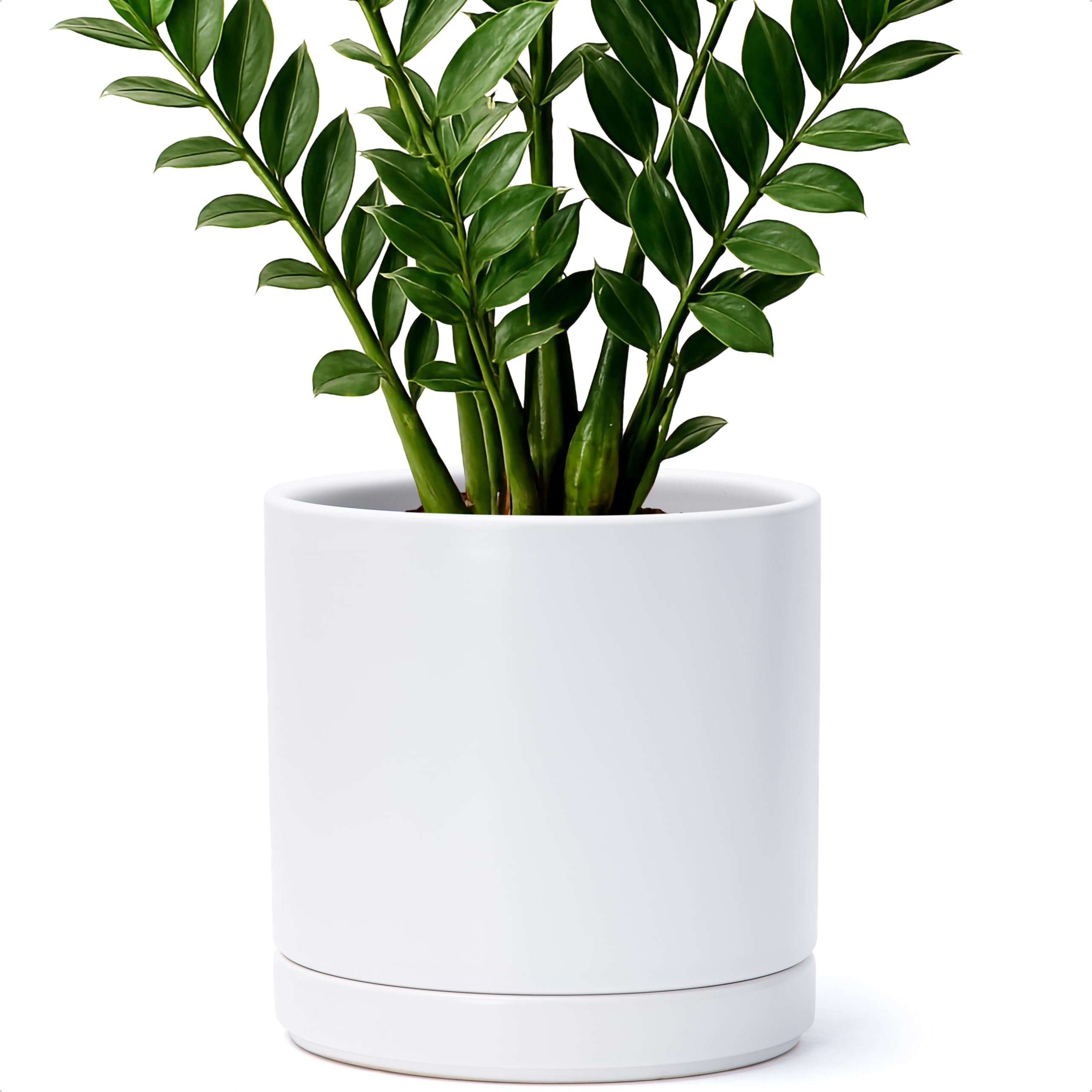 D'vine Dev en salón estilo mostrando integración estética y protección de muebles